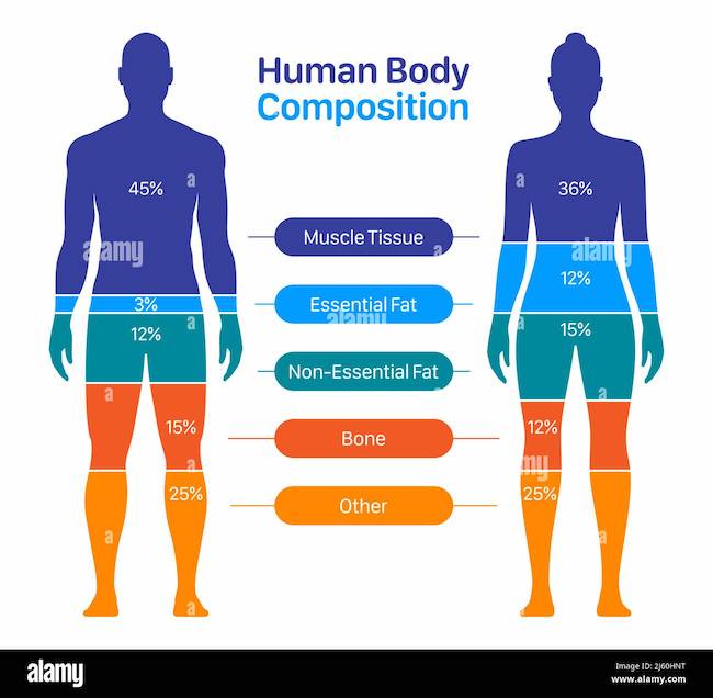 Body Composition and Fitness Assessment