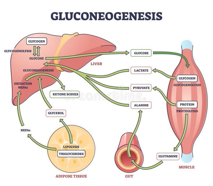 Questions – Metabolic Adaptation – Protein-based Gluconeogenesis for Glycogen and Blood Glucose (Brain) Requirements